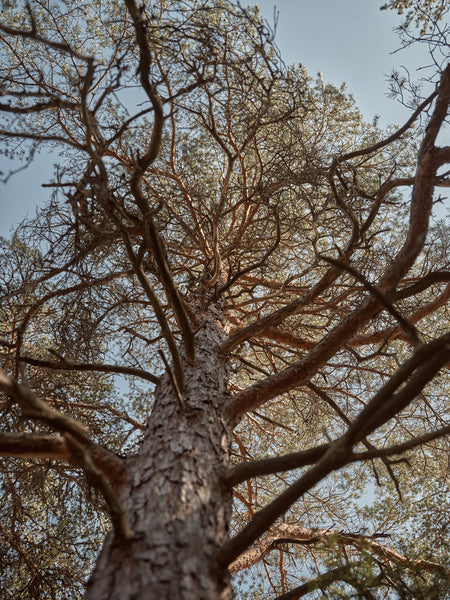 Laine Magazine Summer - Issue 18