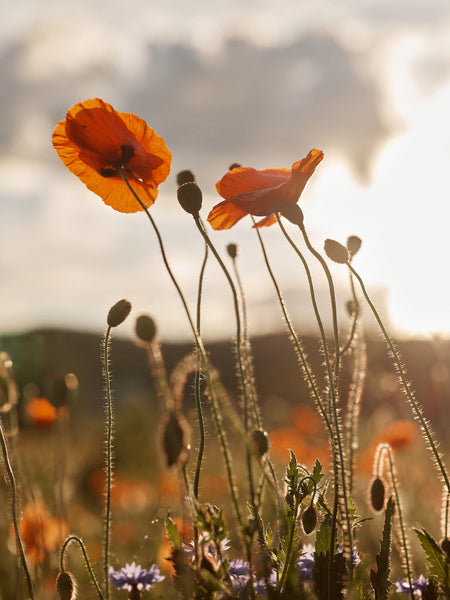 Laine Magazine Fall - Issue 21