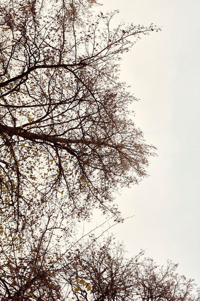 Laine Magazine Winter - Issue 16