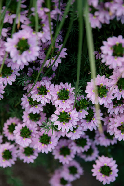 Crochet Crush - Molla Mills